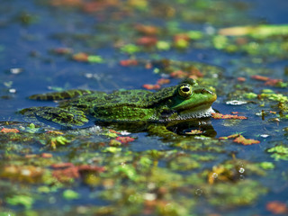 Marsh Frog (Rana ridibunda)