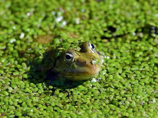 Marsh Frog (Rana ridibunda)