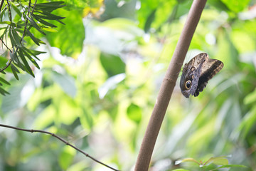 moth2