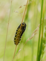 Six Spotted Burnet Moth Larvae (Zygaena filipendulae)