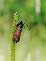 Six Spotted Burnet Moth (Zygaena filipendulae)