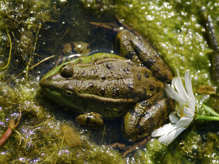 Marsh Frog (Rana ridibunda)