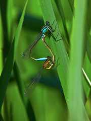 Mating pair of Blue tailed Damselflies Ischnura elegans in the so called copulation wheel position