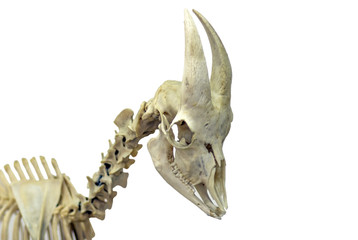 Skull and cervical vertebrae of a goat. A real museum exhibit. Isolated picture for a scientific or veterinary theme..