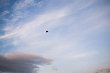 Flying kite on the sky. Slovakia