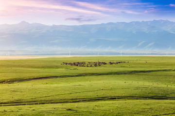 grassland in Xinjiang