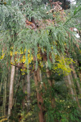 Forest in Japan with yellow flowers, mountains, trees and foliage