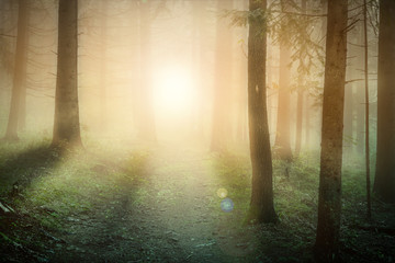 Morning sun on the foggy forest somewhere in europe
