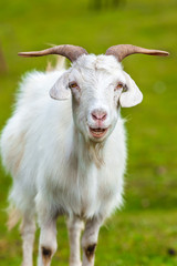 Close up goat in glassland