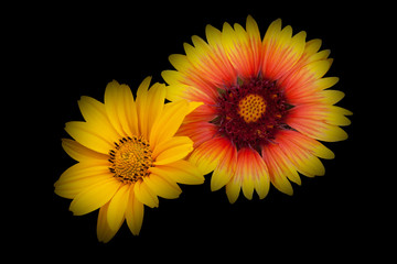 Two small flowers of dahlia on a black background