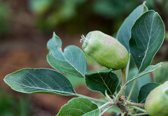 apple growing on the tree small)
