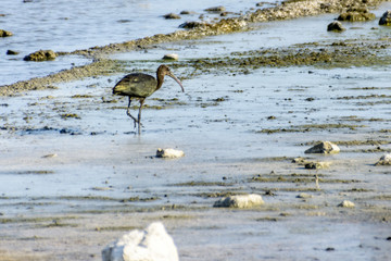 Heron ashore