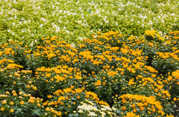White flowers and yellow flower with green leaves Use as background