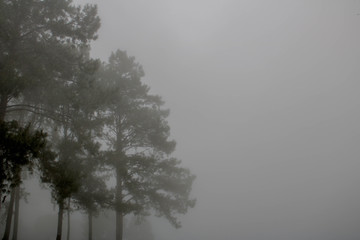 Pine trees in the mist ,rainy season