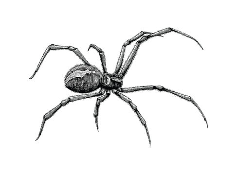 Black widow spider hand drawing