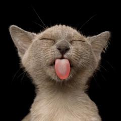 Portrait of Funny Burmese Kitten Lick with tongue Tasty on Black Background