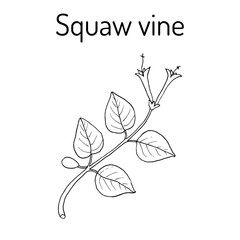 Squaw vine Mitchella repens , or partridge berry, medicinal plant