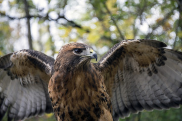 Hawk 3