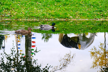 ducks swim in the canal