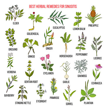 Best herbal remedies for sinusitis