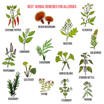 Best herbal remedies for allergies