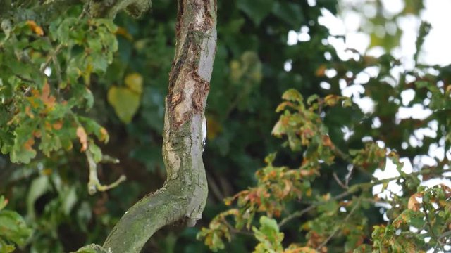 birds lesser spotted woodpecker in tree