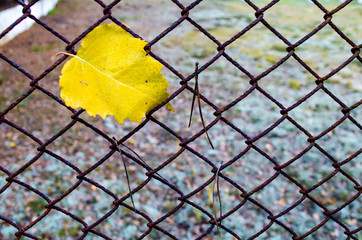 Autumn yellow leaf on the grid. Autumn yellow leaf on a fence of a grid. Autumn in the city park. The background is blurred. 