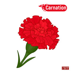 Red carnation flower