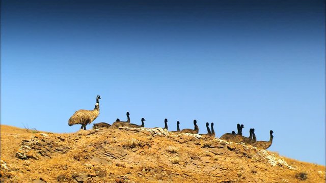 A large mob (flock) of native Emu Chicks in Australian Outback