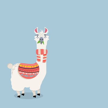 Cute lama alpaca Vector Illustration