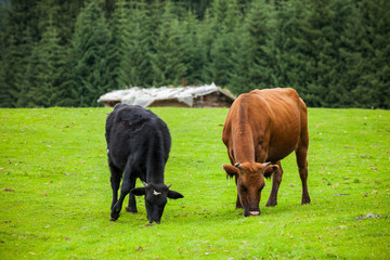 Cow eating grass