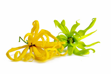 Ylang ylang flower isolated on white background