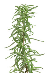 Fototapeta premium rosemary twig isolated on white background close-up