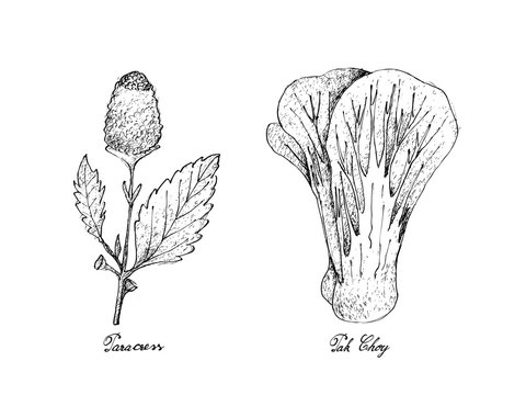 Hand Drawn of Paracress and Pak Choy