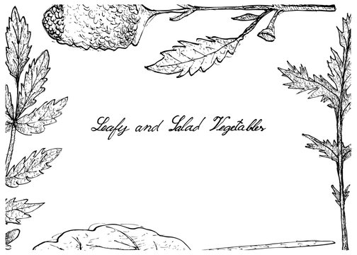 Hand Drawn of Leafy and Salad Vegetable