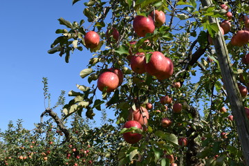 真っ赤なリンゴ