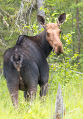 Wild female moose