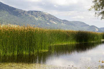 Fototapeta na wymiar bamboo grove on mountain lake matese park
