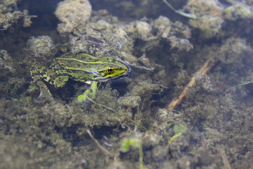 agile frog (rana dalmatina, italica)in its habitat