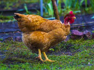 chicken on a dunghill. Chickens