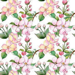 Wildflower of apple flower pattern in a watercolor style. Full name of the plant: flowers of apple. Aquarelle wild flower for background, texture, wrapper pattern, frame or border.