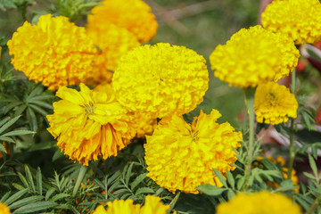 beautiful marigold flowers in the garden