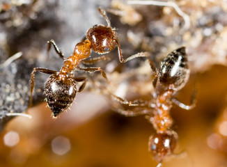 small ants in nature. macro