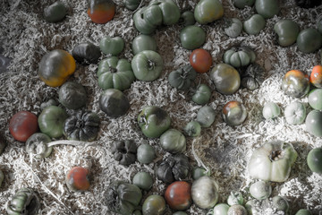 Tomatoes in Shavings