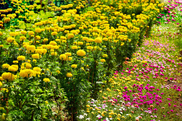Marigold Flower Field