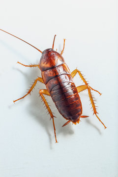 Cockroach brown on white background ,Top view