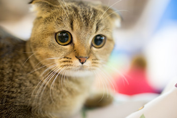Portrait of a thoroughbred cat at the exhibition