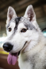 a portrait of a Husky dog