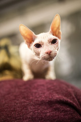 Portrait of a bald cat at an exhibition