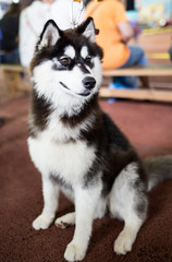 a portrait of a Husky dog